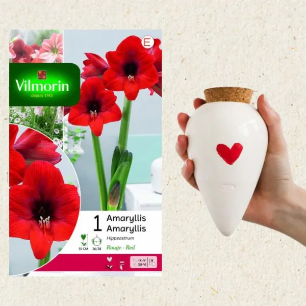 Kit de jardinage - Kit Amaryllis Hippeastrum Rouge + Olla Cœur - face recto