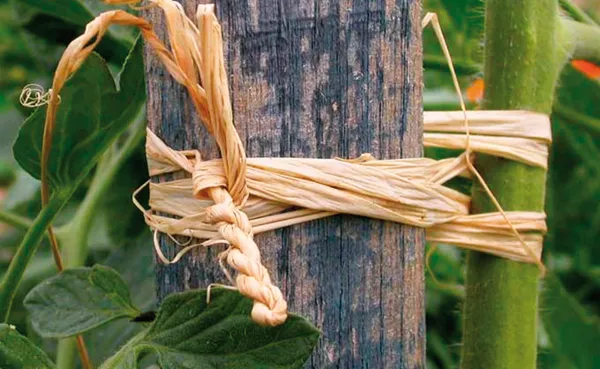 Matériel de jardinage - Pelote Raphia - Naturel - face recto