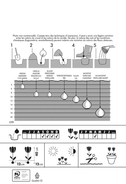 Bulbes à fleurs à planter à l'automne - Tulipe Double Hâtive Championship - MEDIA_PACKAGING_VERSO