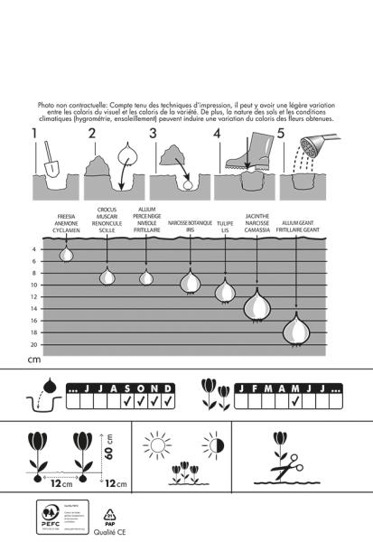 Bulbes à fleurs à planter à l'automne - Tulipe Simple Tardive Menton - MEDIA_PACKAGING_VERSO