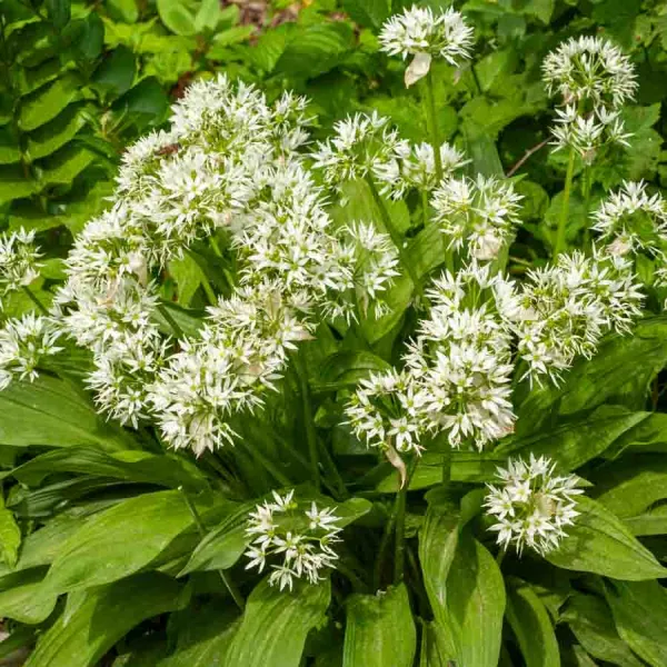 Aromatiques - Ail des Ours - BIO - face recto