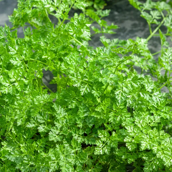 Aromatiques - Cerfeuil Commun - BIO - face recto