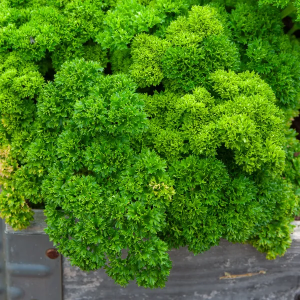 Aromatiques - Persil Frisé Vert Foncé Race Verbo - face recto