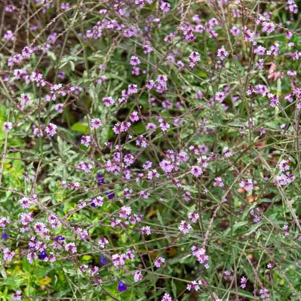 Aromatiques - Verveine Officinale - face recto