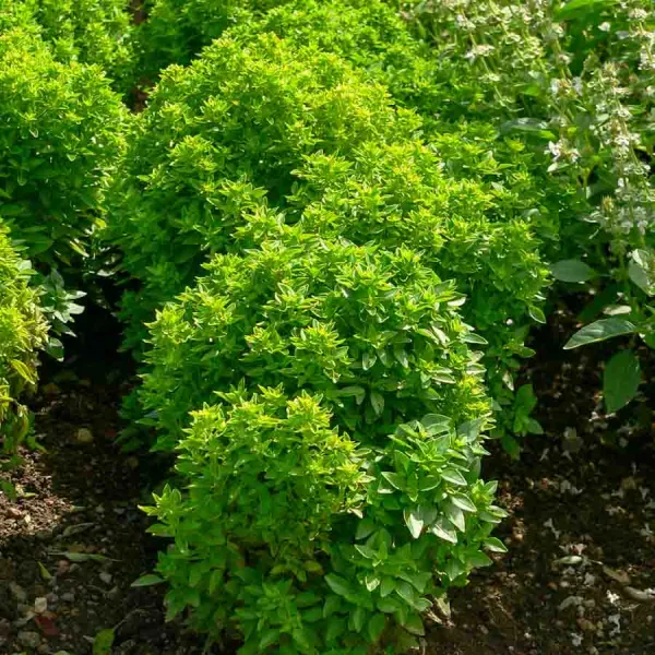 Aromatiques - Basilic Pistou - Graines d'Exception - face recto