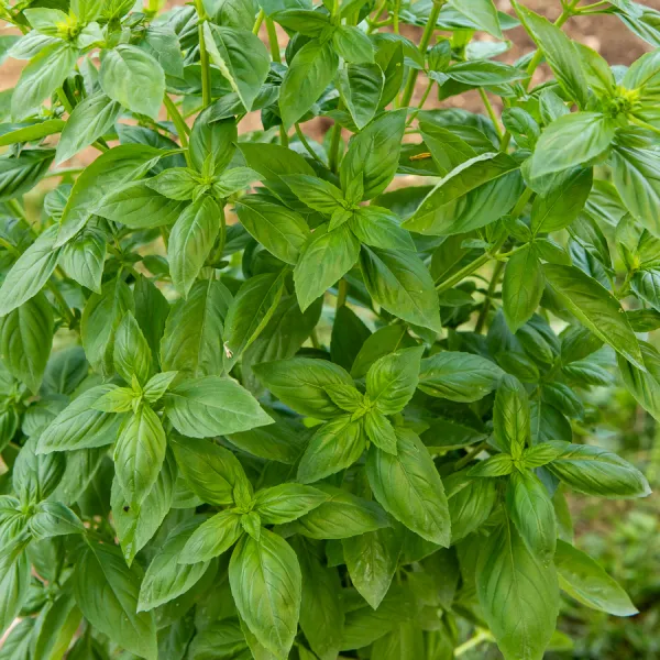 Aromatiques - Basilic Marseillais - BIO - face recto