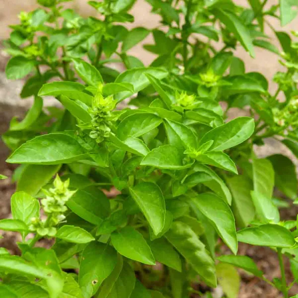 Aromatiques - Basilic Marseillais - face recto