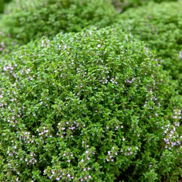 Aromatiques - Thym ordinaire - face recto