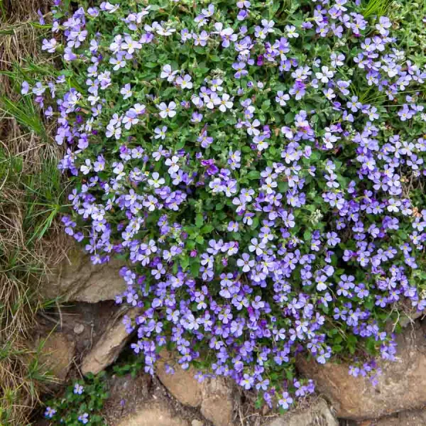 Fleurs - Aubriétia Roi des Bleus - face recto