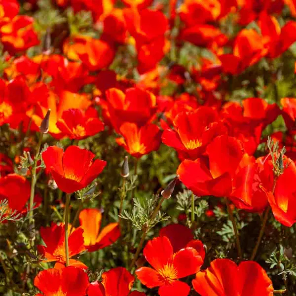 Fleurs - Eschscholtzia Rouge - face recto