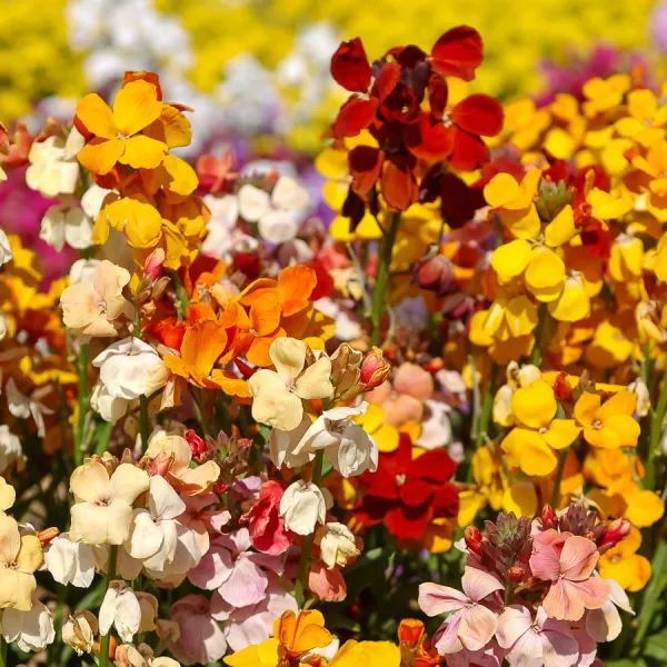 Fleurs - Giroflée Ravenelle Simple Variée - face recto