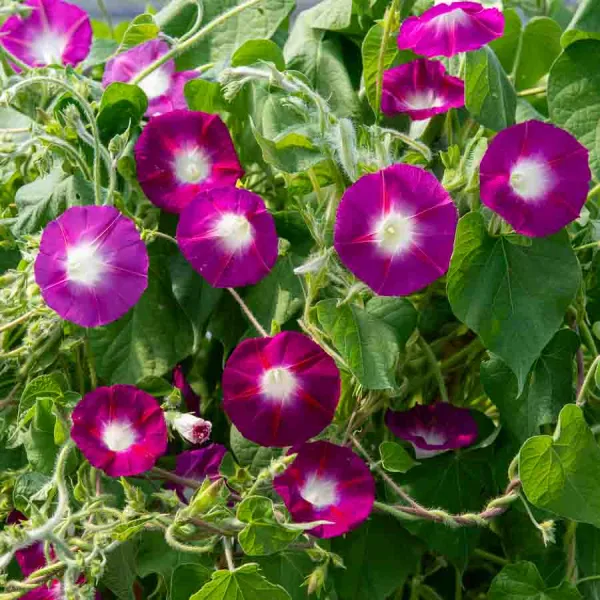 Fleurs - Ipomée Géante Scarlett O'Hara - face recto