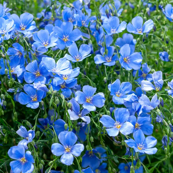 Fleurs - Lin Annuel Blue Dress - Graines d'Exception - face recto