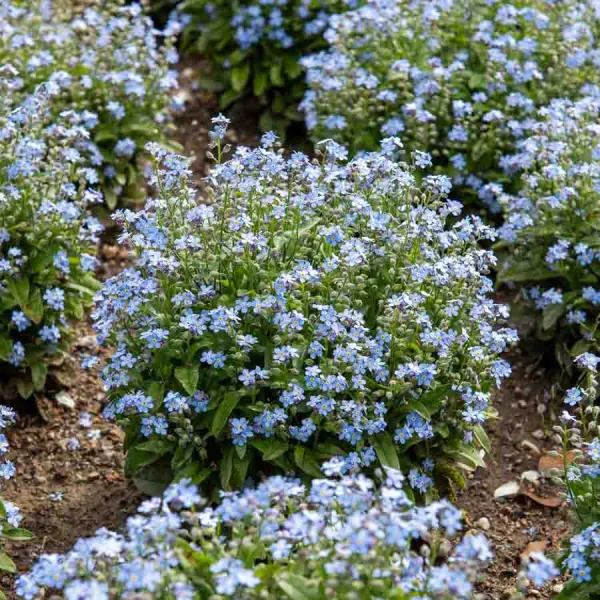 Fleurs - Myosotis des Alpes Bleu - face recto
