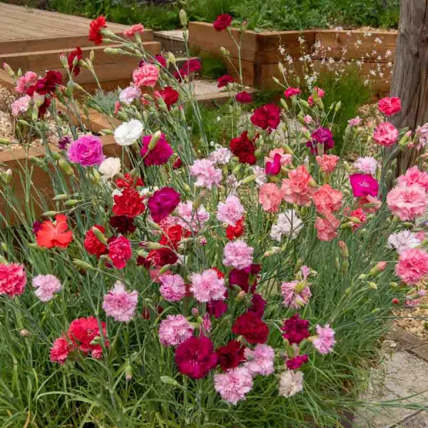 Fleurs - Œillet Chabaud Géant Varié - face recto