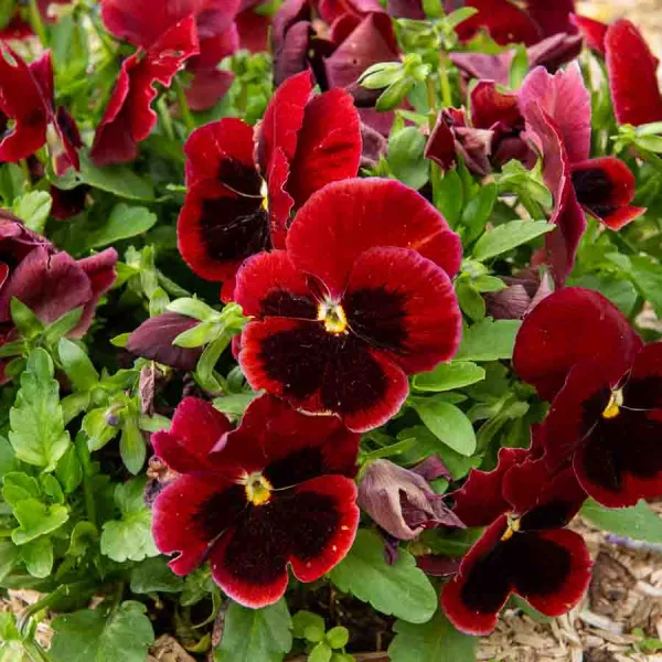 Fleurs - Pensée Géante Lueur des Alpes - face recto