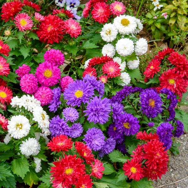 Fleurs - Reine-Marguerite Princesse Super Géante Variée - face recto