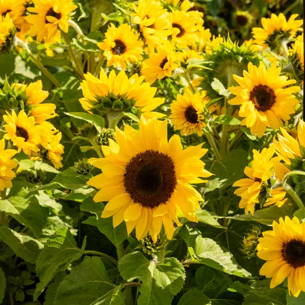 Fleurs - Tournesol Golden Hedge - face recto