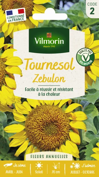 Fleurs - Tournesol Zebulon Pollen Free - face recto
