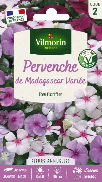 Fleurs - Pervenche de Madagascar en Mélange - face recto