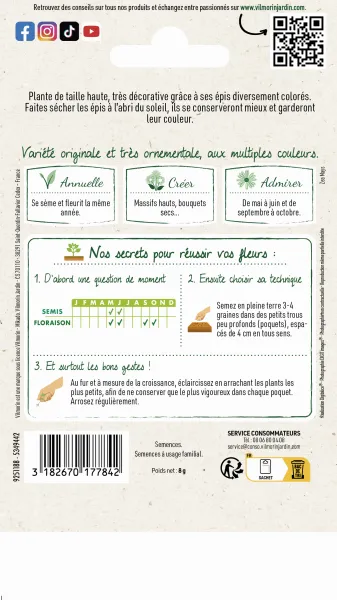 Fleurs - Maïs du Japon Arlequin - MEDIA_PACKAGING_VERSO