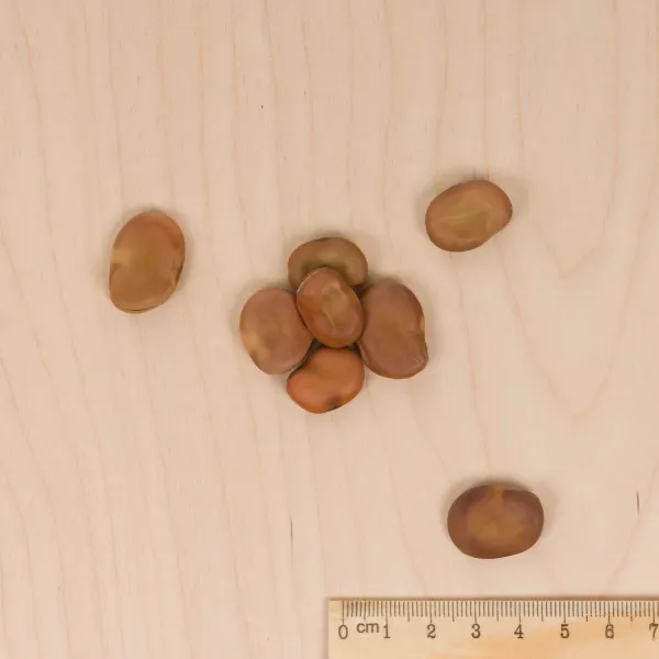 Légumes Secs - Fève Superaguadulce - 20 m - BIO - MEDIA_3D