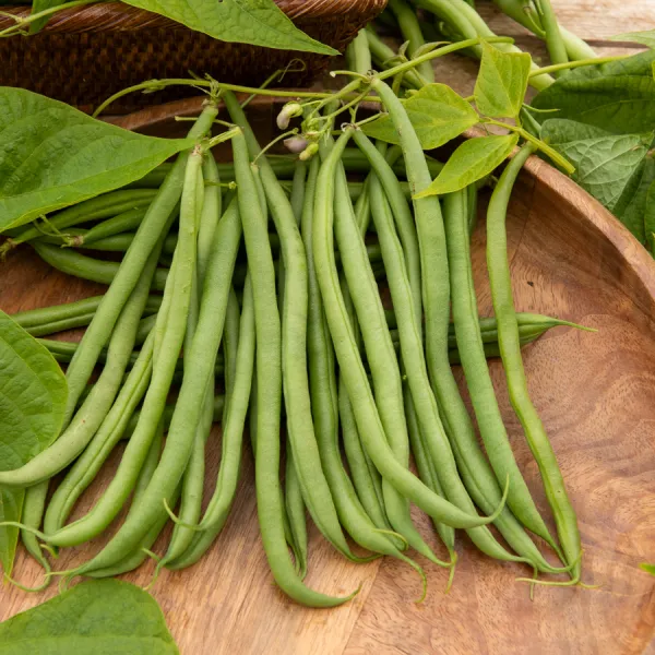 Légumes Secs - Haricot Matilda - face recto
