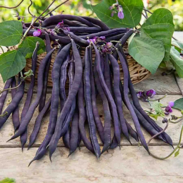 Légumes Secs - Haricot Blauhilde - BIO - face recto