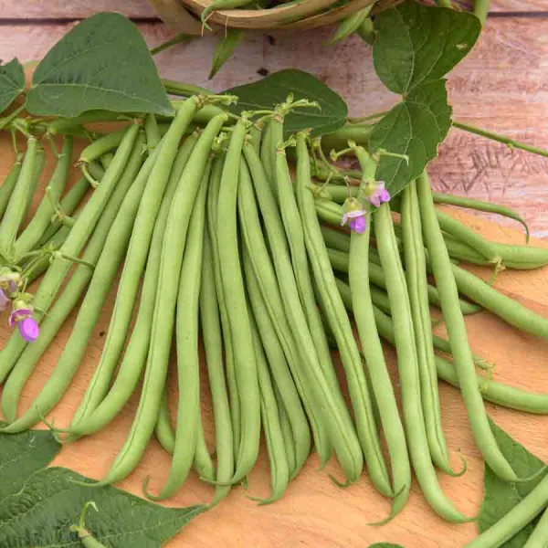 Légumes Secs - Haricot Nain Vert Delinel - face recto