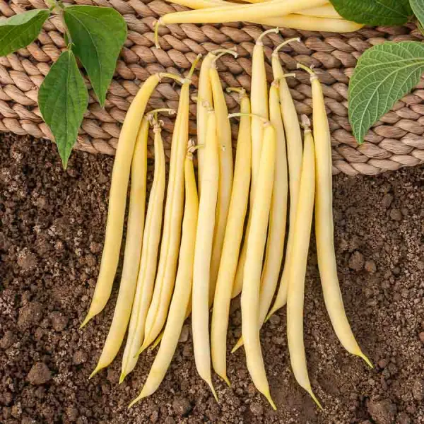 Légumes Secs - Haricot Fortal - 20 m - BIO - face recto