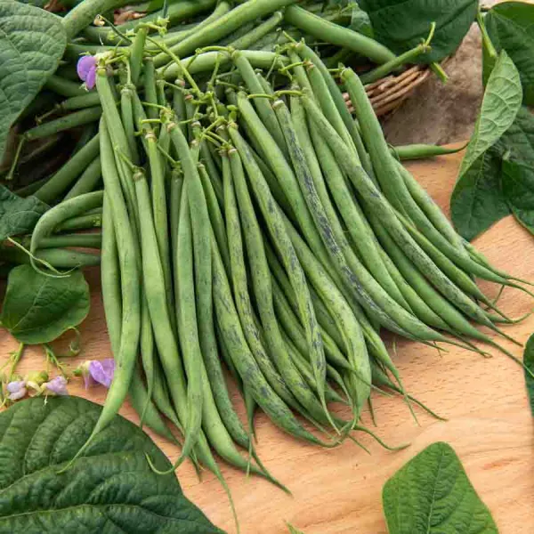 Légumes Secs - Haricot Nain Vert Triomphe de Farcy - face recto