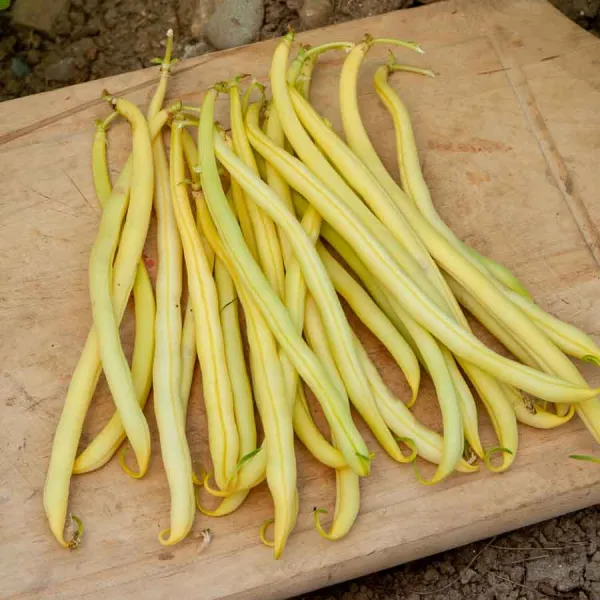 Légumes Secs - Haricot Nain Beurre Goussdor - face recto