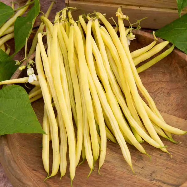 Légumes Secs - Haricot Grimpant Beurre Monte Gusto - 5 m  - face recto