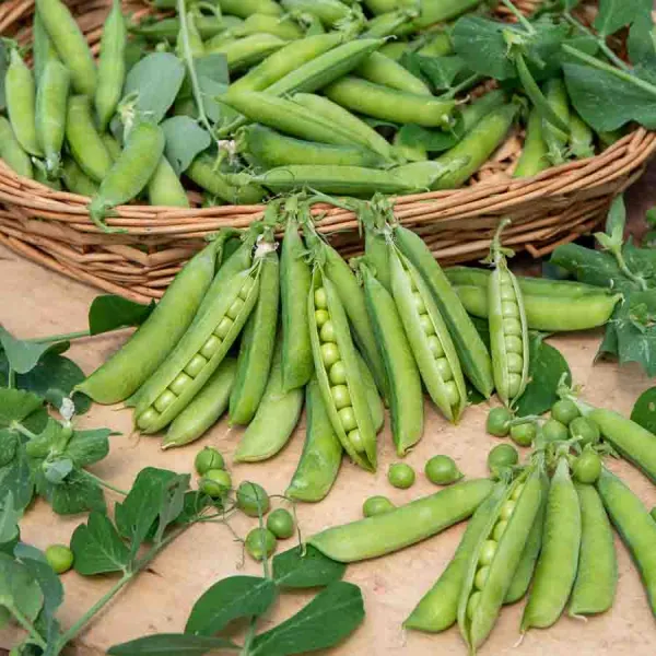 Légumes Secs - Pois Nain à Grain Rond Très Hâtif d'Annonay - 20 m - face recto