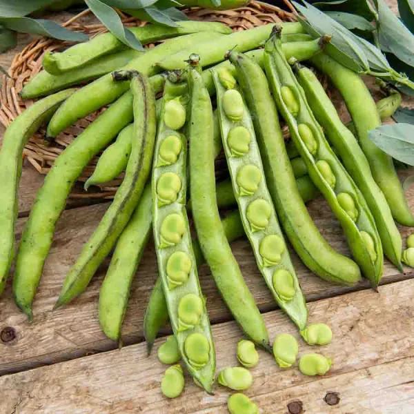 Légumes Secs - Fève d'Aguadulce à Très Longue Cosse - 20 m - face recto