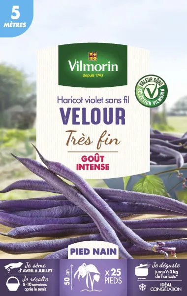 Légumes Secs - Haricot Nain Violet Velour - 5 m  - PACKAGING_RECTO
