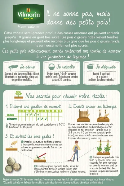 Légumes Secs - Pois Grimpant à Grain Ridé Téléphone à Rames - 20 m - MEDIA_PACKAGING_VERSO