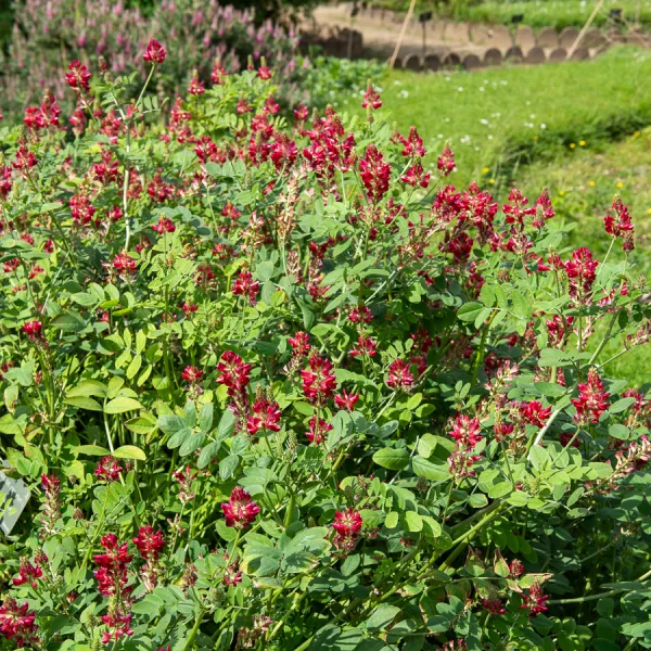 Engrais verts - Engrais vert Sainfoin - BIO - Grand Modèle - face recto