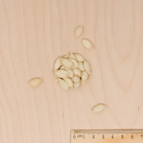 Potagères - Courge Musquée de Nice à Fruits Longs - MEDIA_3D