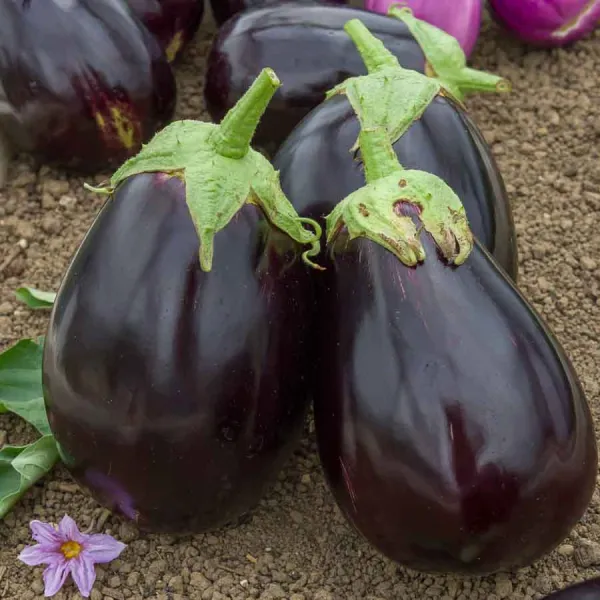 Potagères - Aubergine Bonica HF1 - Graines d'Exception - face recto