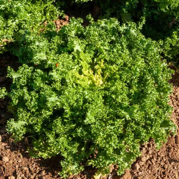 Potagères - Chicorée Frisée de Meaux - face recto
