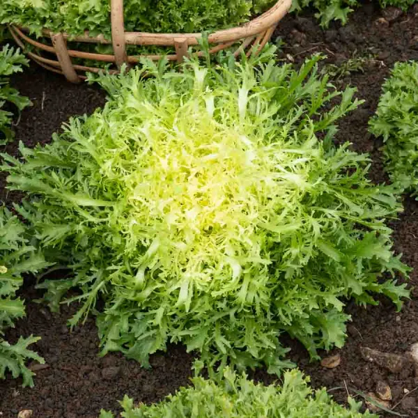 Potagères - Chicorée Frisée Très Fine Maraîchère 3 - face recto