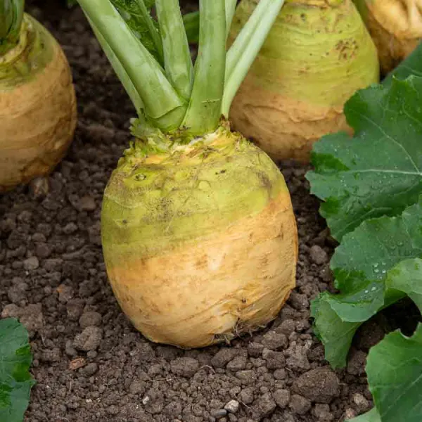 Potagères - Rutabaga Wilhelmsburger (à Collet Vert) - Légumes d'Autrefois - face recto