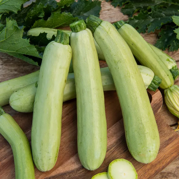 Potagères - Courgette Adrielle HF1 - Graines d'Exception - face recto