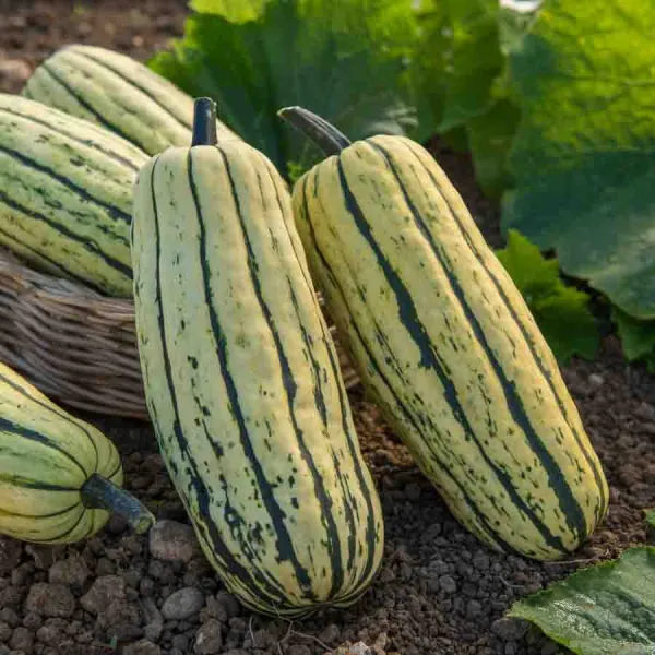 Potagères - Courge Delicata - BIO - face recto
