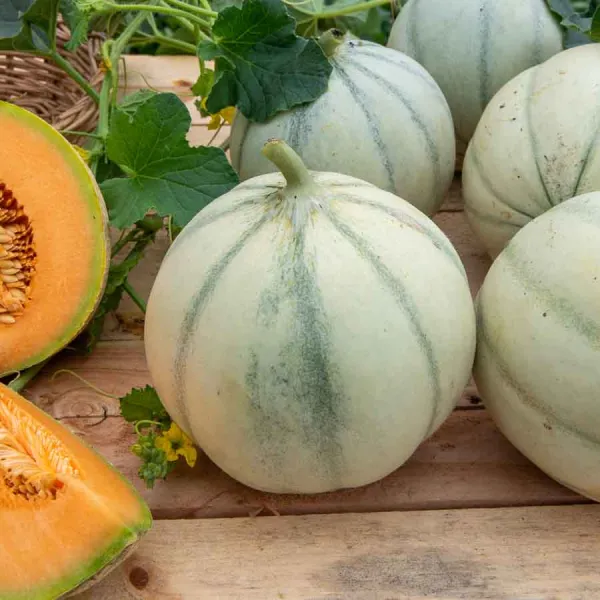 Potagères - Melon Charentais - BIO - face recto