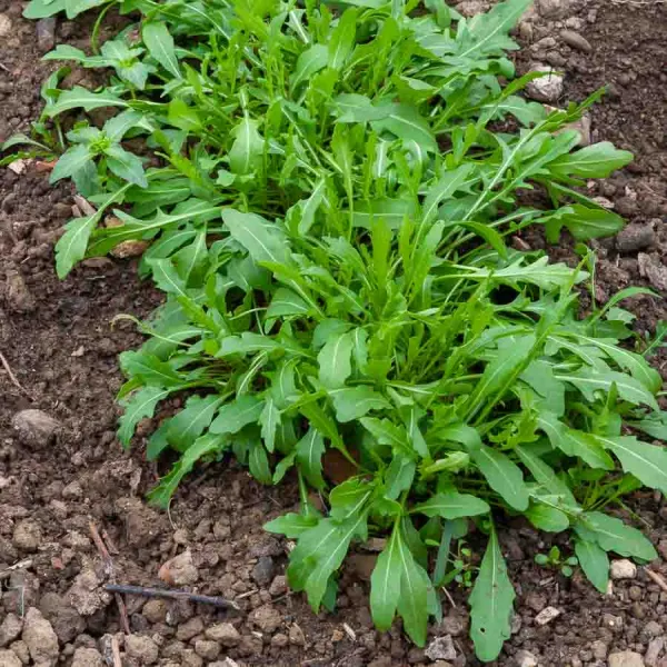 Potagères - Roquette Cultivée - BIO - face recto