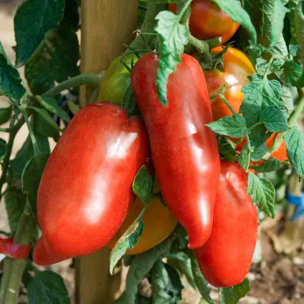 Potagères - Tomate Cornue des Andes - BIO - face recto