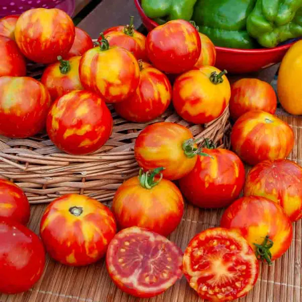 Potagères - Tomate Tigerella Bicolore - BIO - face recto