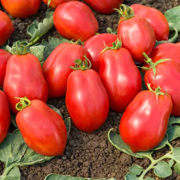 Potagères - Tomate Roma V.F - BIO - face recto